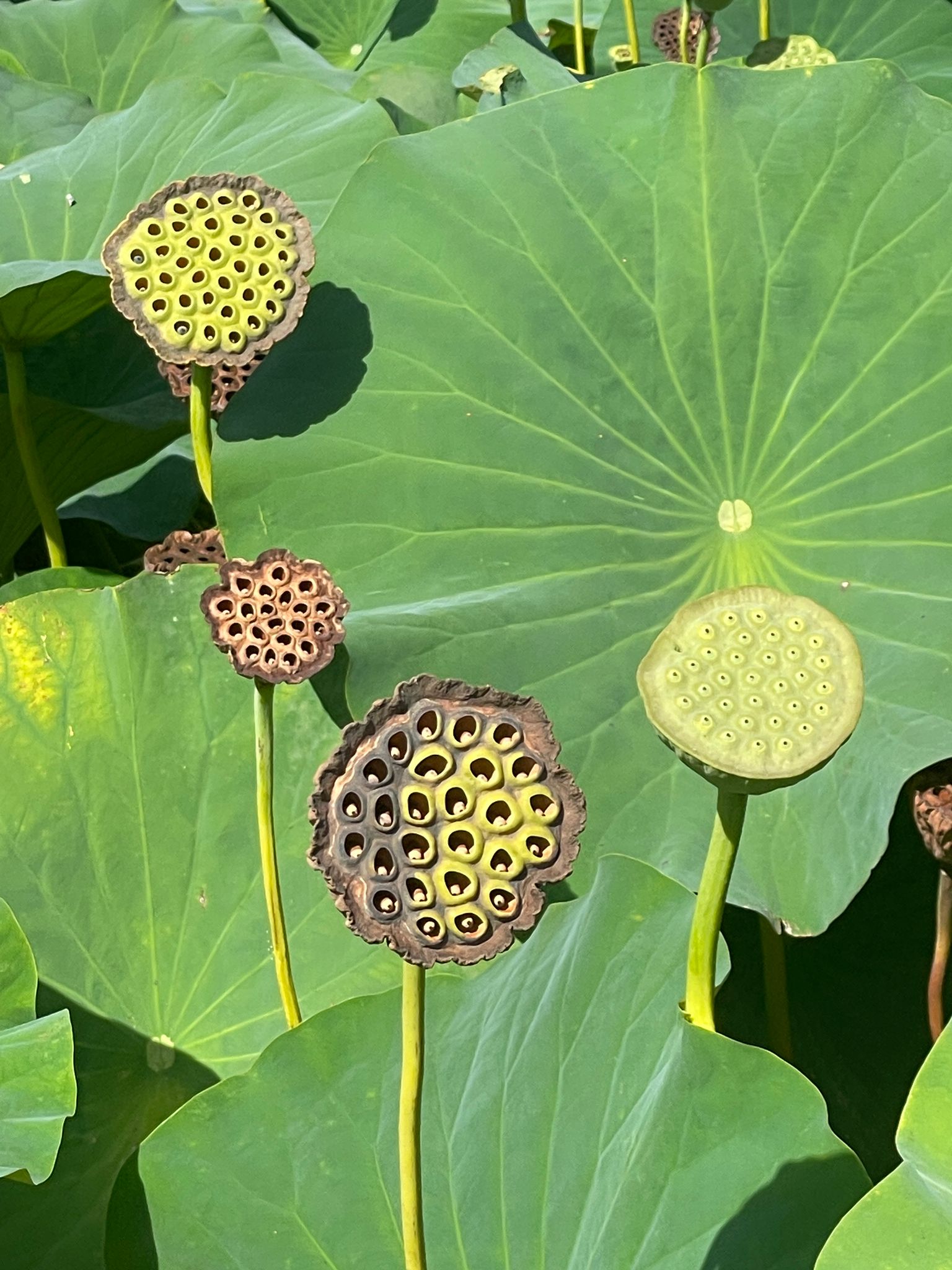 Lancio di pensieri fuori programma-Pietro