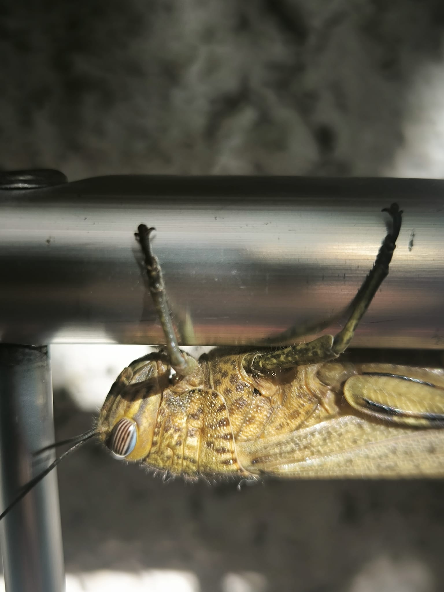 Lancio di pensieri fuori programma-Pietro2